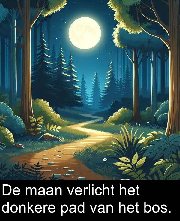 pad: De maan verlicht het donkere pad van het bos.