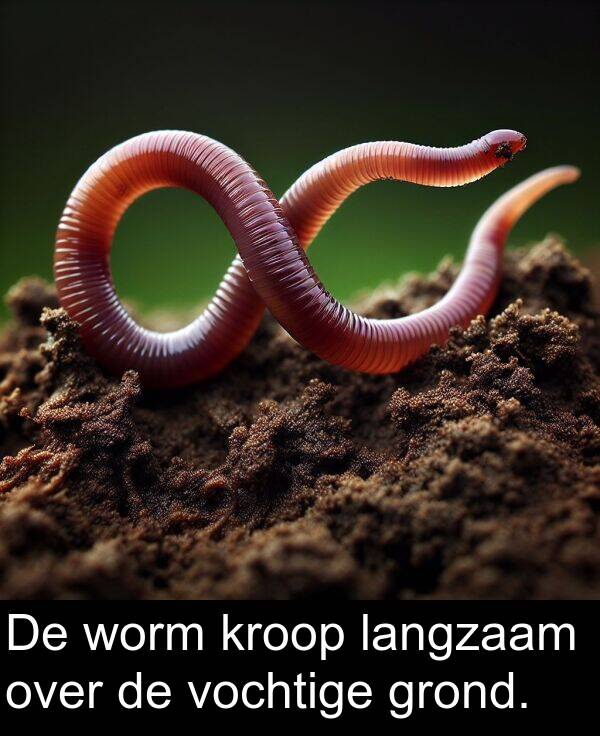 langzaam: De worm kroop langzaam over de vochtige grond.