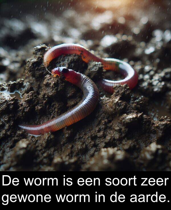 zeer: De worm is een soort zeer gewone worm in de aarde.