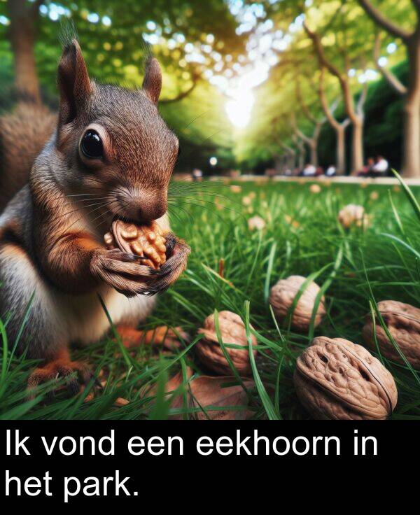 een: Ik vond een eekhoorn in het park.