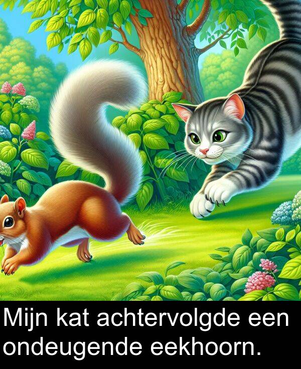 kat: Mijn kat achtervolgde een ondeugende eekhoorn.