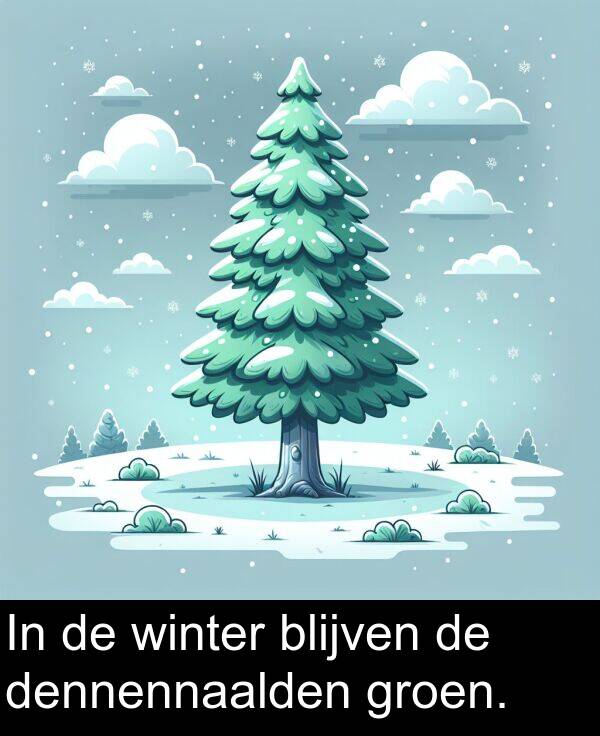 dennennaalden: In de winter blijven de dennennaalden groen.