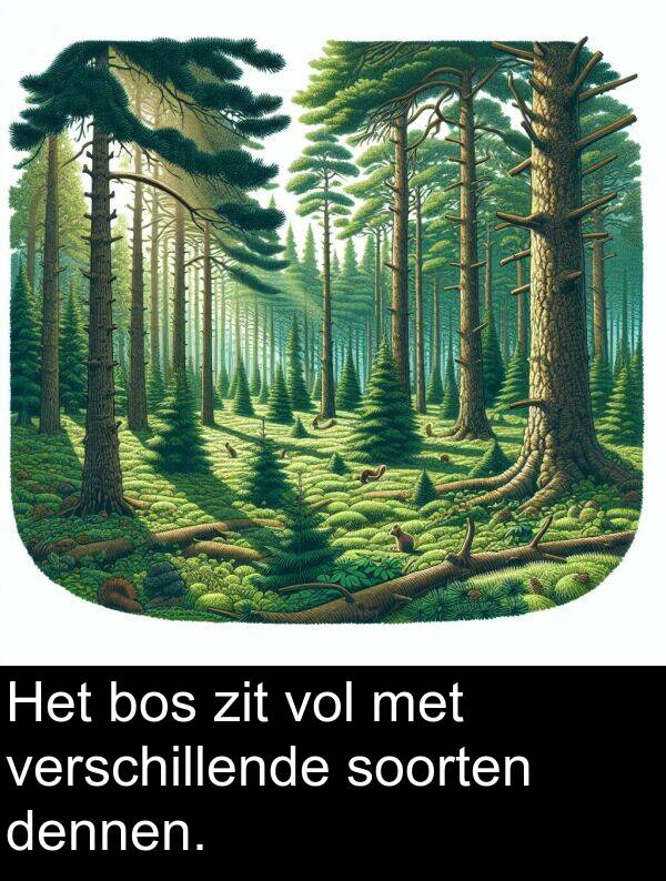 zit: Het bos zit vol met verschillende soorten dennen.