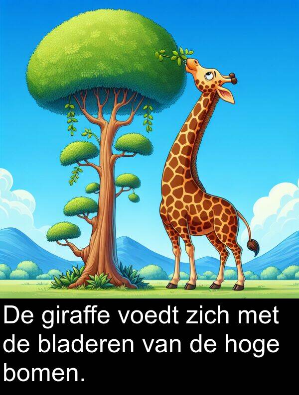 zich: De giraffe voedt zich met de bladeren van de hoge bomen.