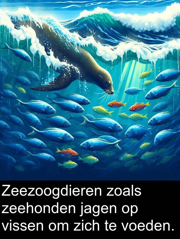 zeehonden: Zeezoogdieren zoals zeehonden jagen op vissen om zich te voeden.