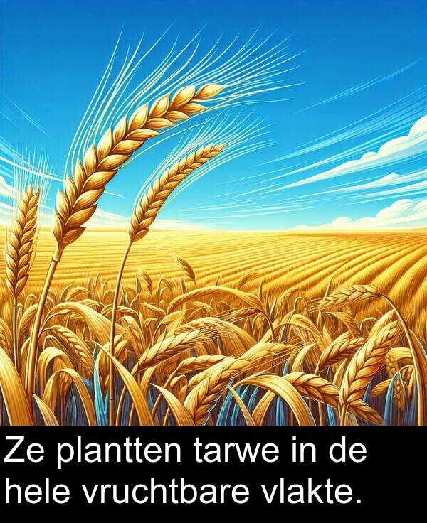 plantten: Ze plantten tarwe in de hele vruchtbare vlakte.