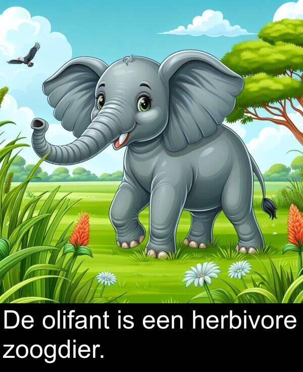 een: De olifant is een herbivore zoogdier.