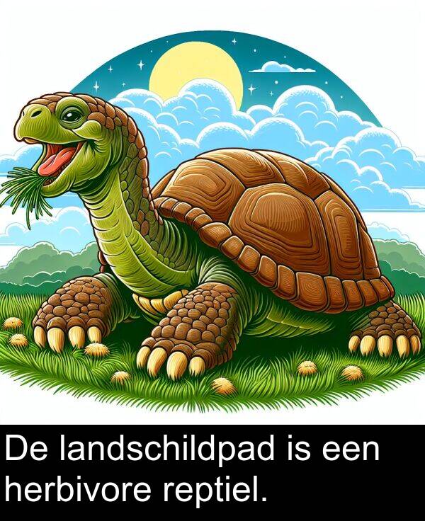 een: De landschildpad is een herbivore reptiel.