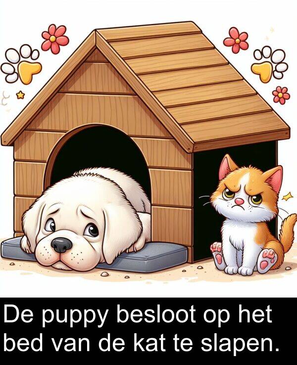 kat: De puppy besloot op het bed van de kat te slapen.