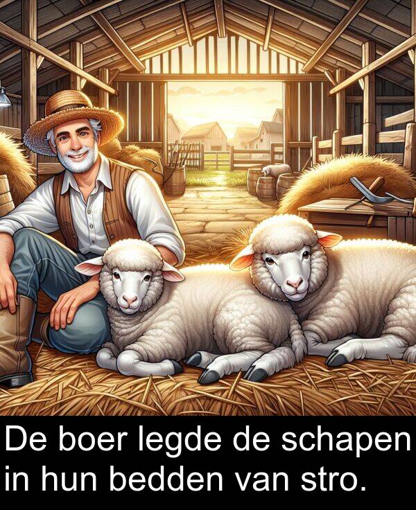 schapen: De boer legde de schapen in hun bedden van stro.