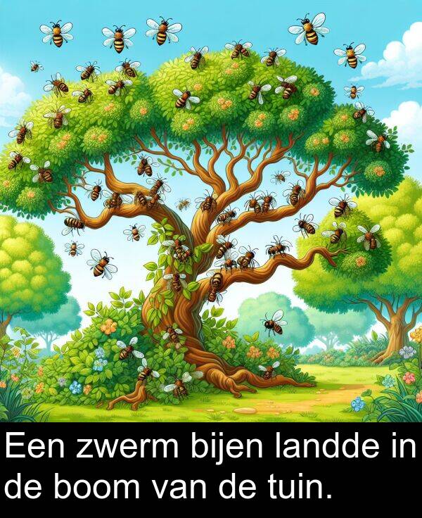 zwerm: Een zwerm bijen landde in de boom van de tuin.