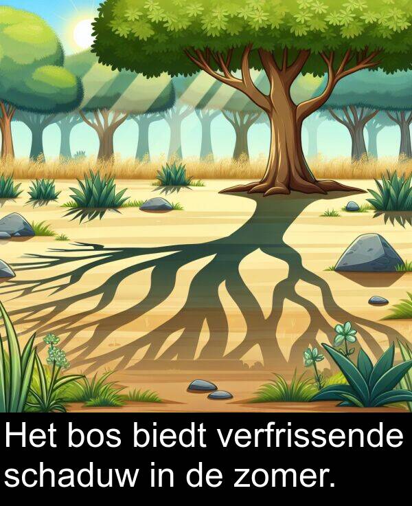 zomer: Het bos biedt verfrissende schaduw in de zomer.