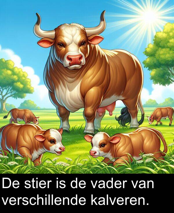 vader: De stier is de vader van verschillende kalveren.