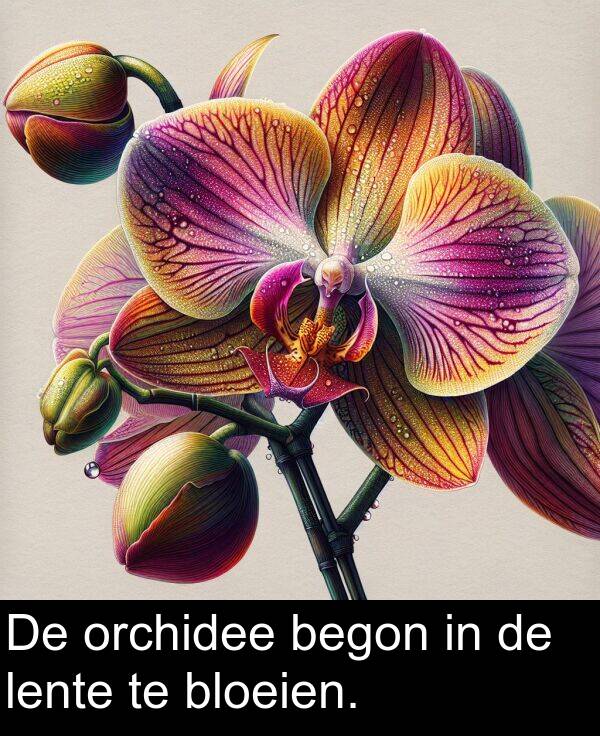 lente: De orchidee begon in de lente te bloeien.