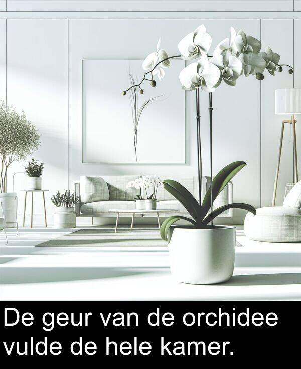 kamer: De geur van de orchidee vulde de hele kamer.