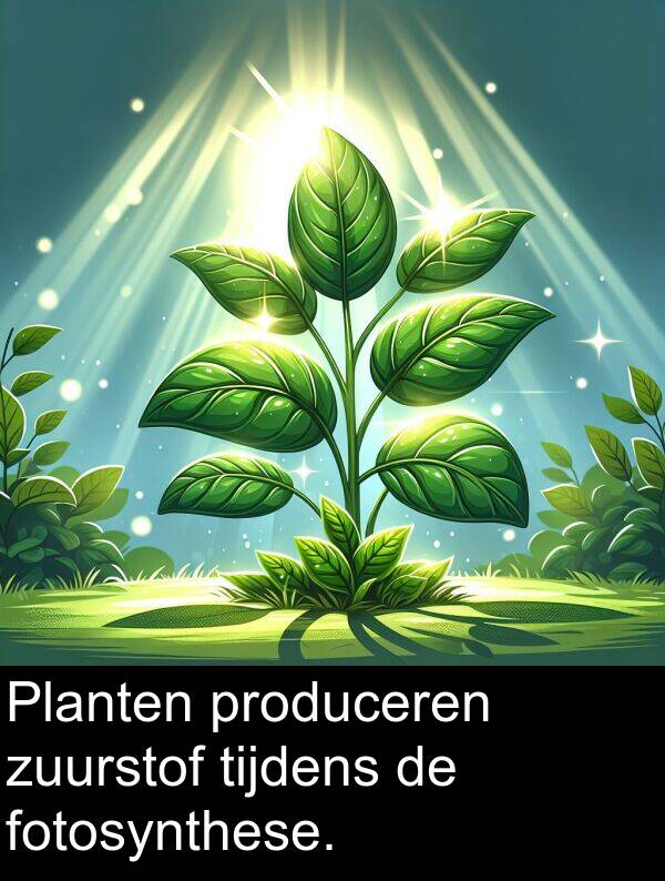 fotosynthese: Planten produceren zuurstof tijdens de fotosynthese.