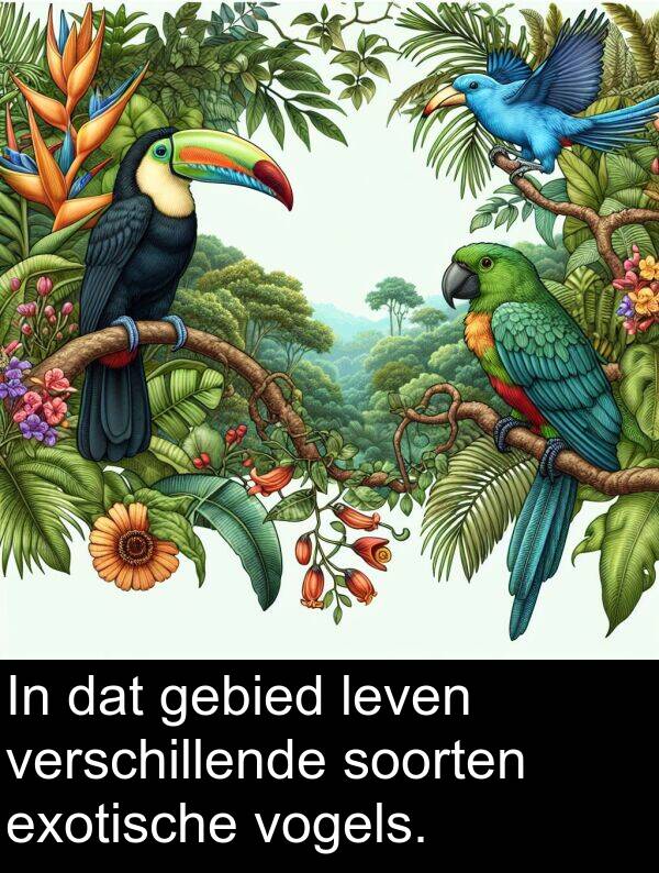 gebied: In dat gebied leven verschillende soorten exotische vogels.