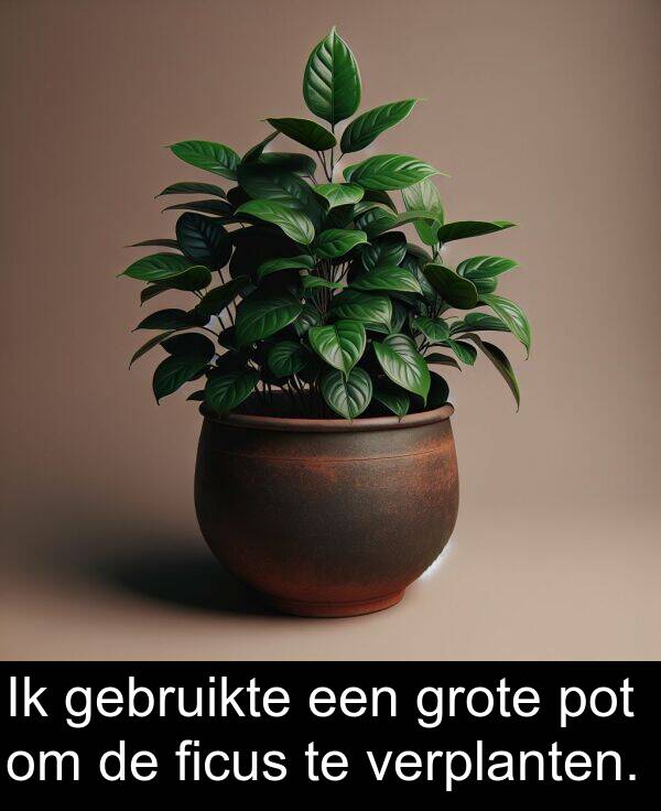 gebruikte: Ik gebruikte een grote pot om de ficus te verplanten.