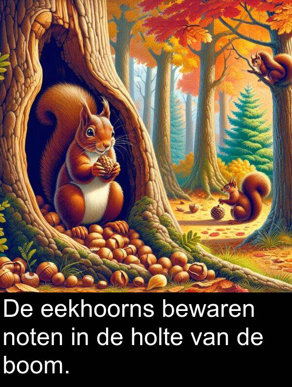 eekhoorns: De eekhoorns bewaren noten in de holte van de boom.