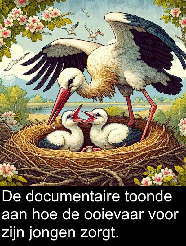 documentaire: De documentaire toonde aan hoe de ooievaar voor zijn jongen zorgt.