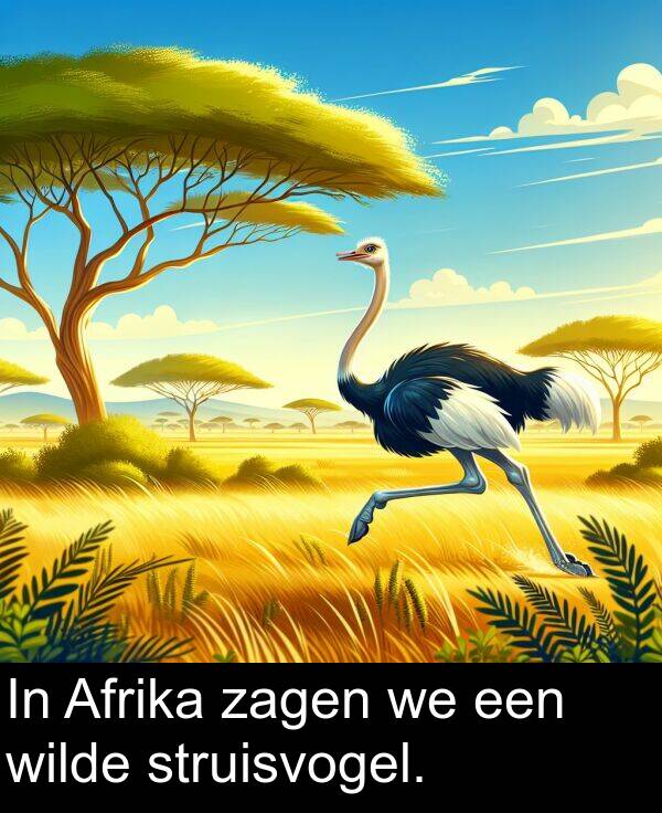 zagen: In Afrika zagen we een wilde struisvogel.