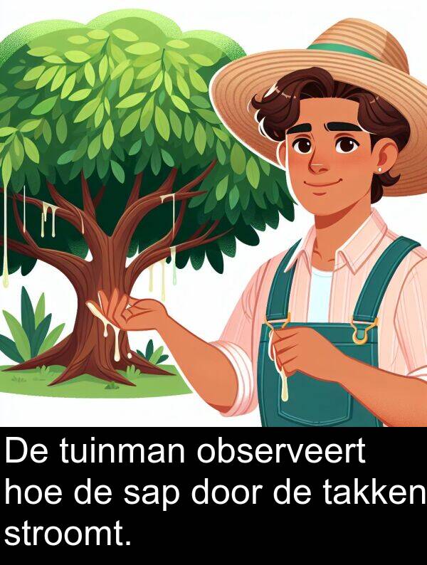 sap: De tuinman observeert hoe de sap door de takken stroomt.