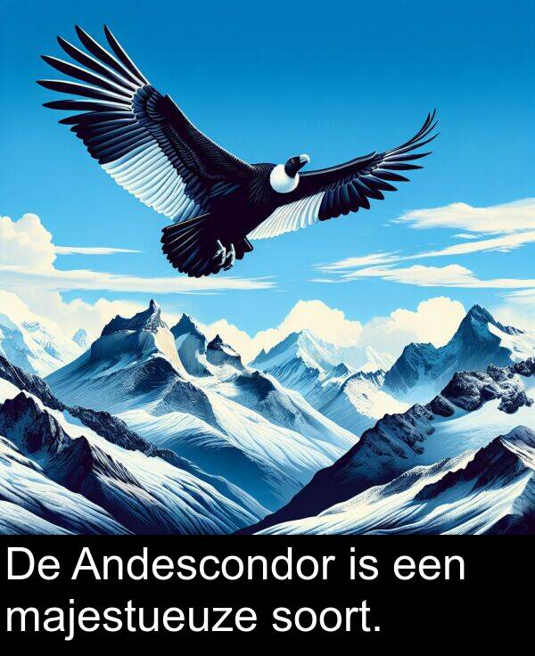 majestueuze: De Andescondor is een majestueuze soort.