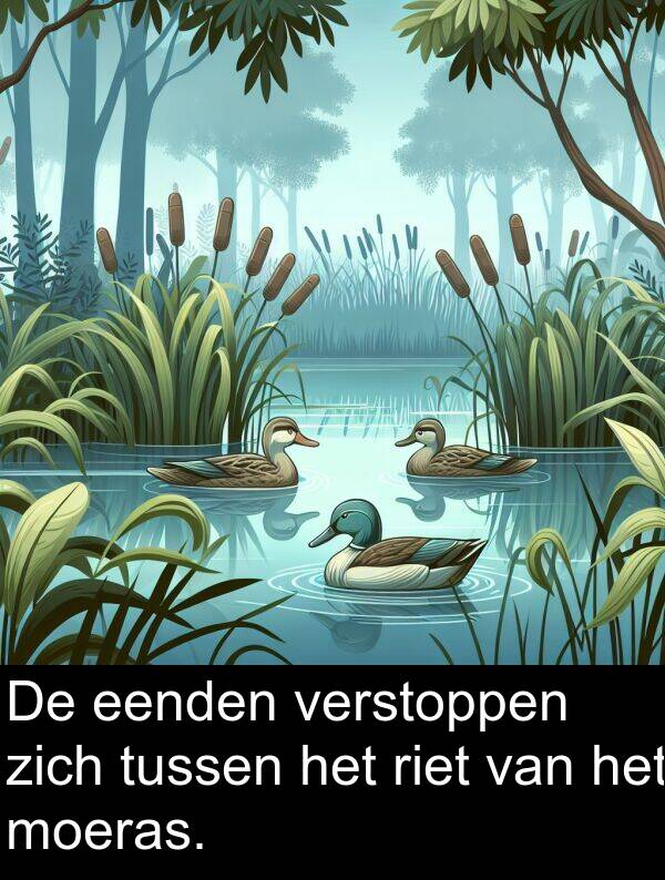 zich: De eenden verstoppen zich tussen het riet van het moeras.