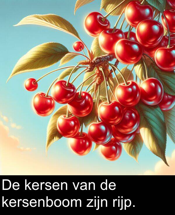 zijn: De kersen van de kersenboom zijn rijp.