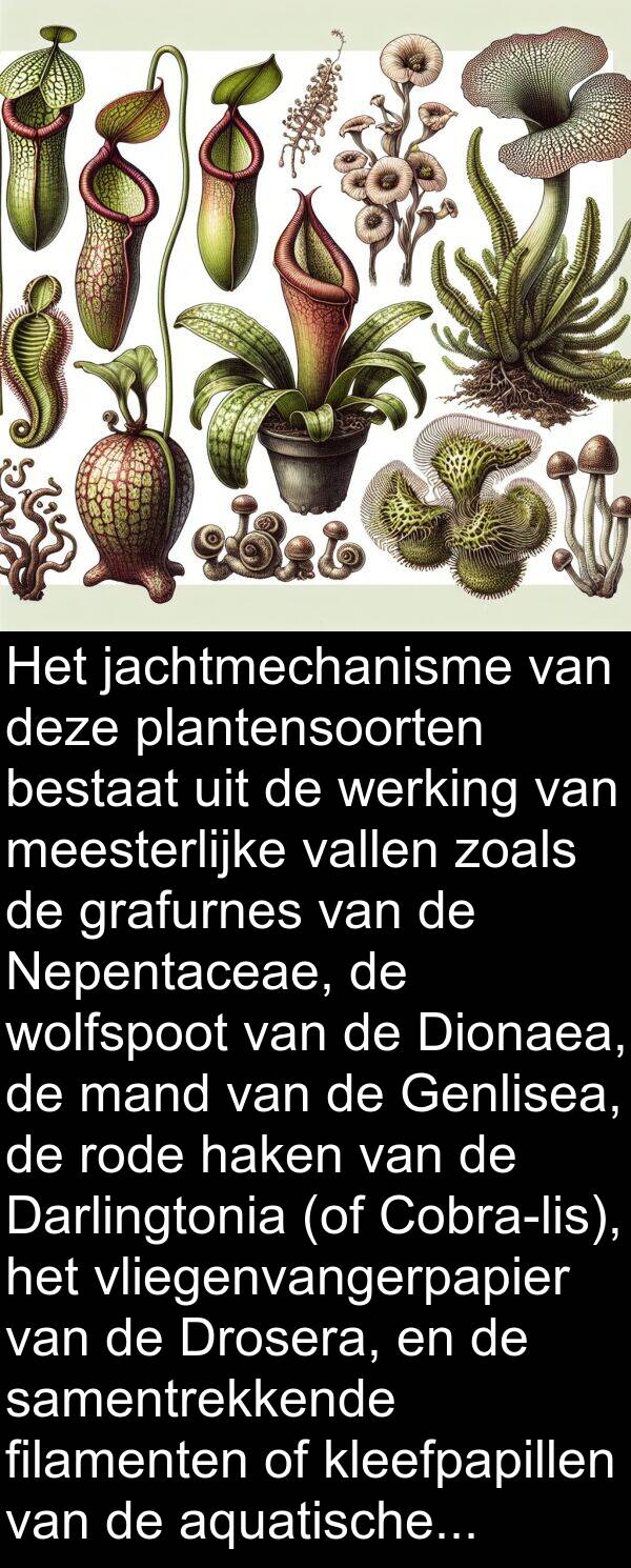 meesterlijke: Het jachtmechanisme van deze plantensoorten bestaat uit de werking van meesterlijke vallen zoals de grafurnes van de Nepentaceae, de wolfspoot van de Dionaea, de mand van de Genlisea, de rode haken van de Darlingtonia (of Cobra-lis), het vliegenvangerpapier van de Drosera, en de samentrekkende filamenten of kleefpapillen van de aquatische schimmels van het type Zoofagen.