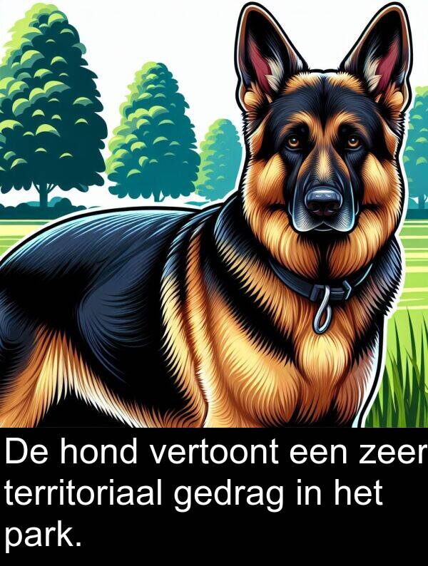 zeer: De hond vertoont een zeer territoriaal gedrag in het park.