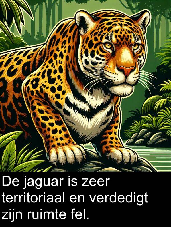 jaguar: De jaguar is zeer territoriaal en verdedigt zijn ruimte fel.