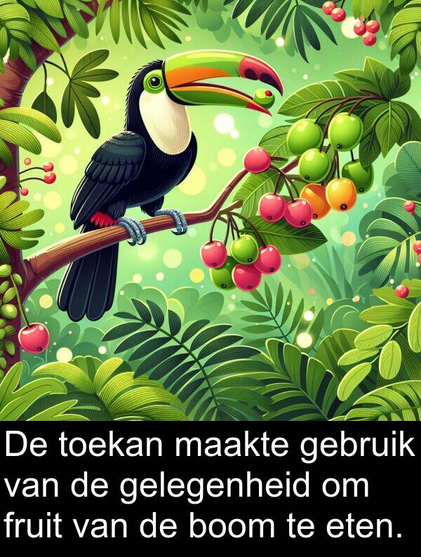 fruit: De toekan maakte gebruik van de gelegenheid om fruit van de boom te eten.