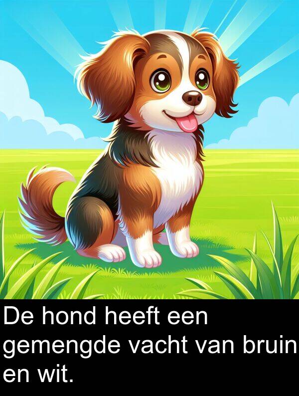 vacht: De hond heeft een gemengde vacht van bruin en wit.