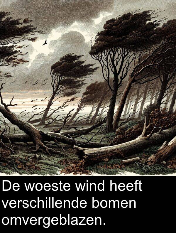 verschillende: De woeste wind heeft verschillende bomen omvergeblazen.