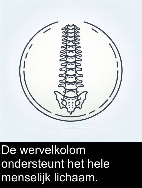 hele: De wervelkolom ondersteunt het hele menselijk lichaam.