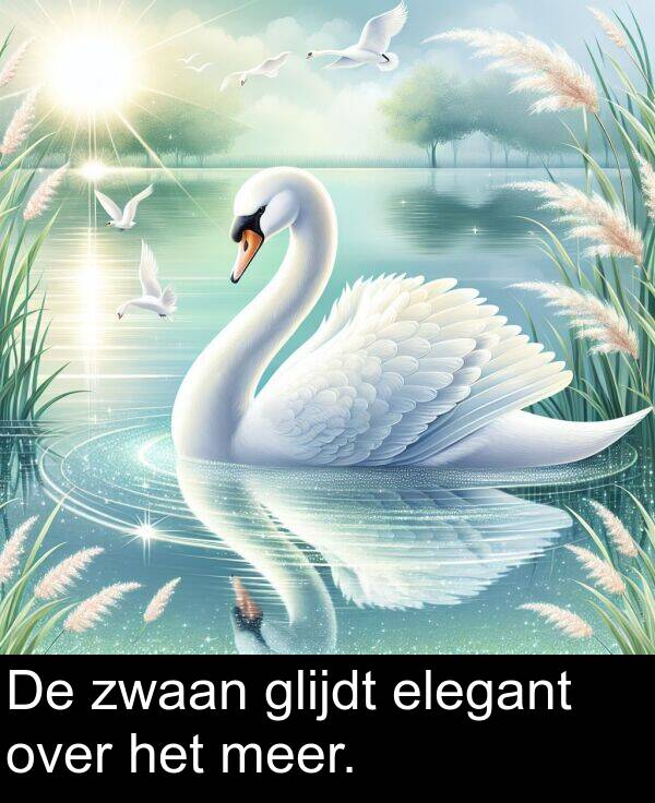 elegant: De zwaan glijdt elegant over het meer.