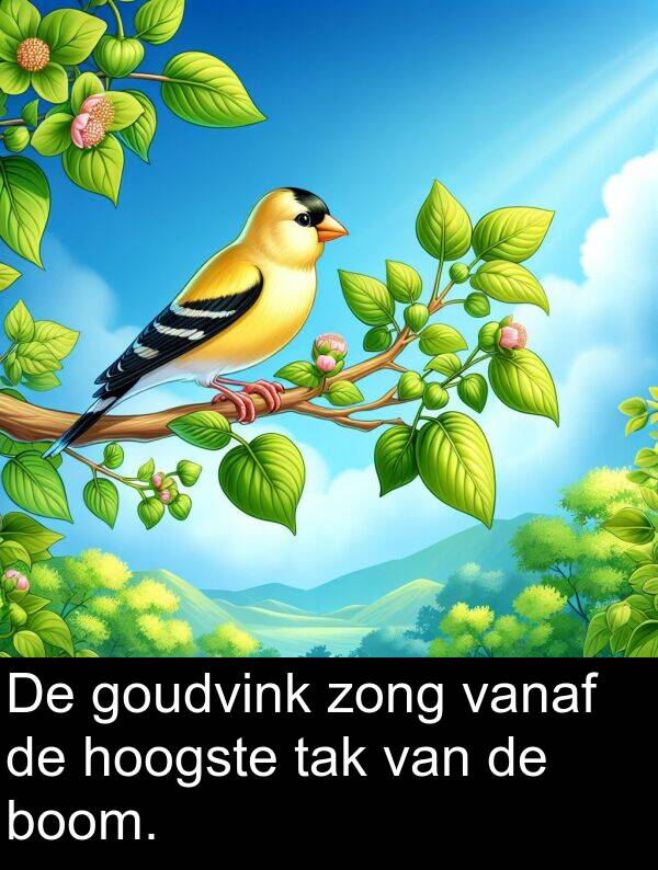 vanaf: De goudvink zong vanaf de hoogste tak van de boom.