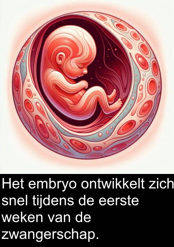 weken: Het embryo ontwikkelt zich snel tijdens de eerste weken van de zwangerschap.