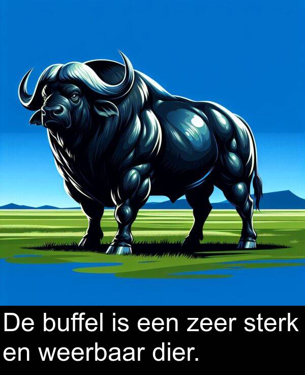 zeer: De buffel is een zeer sterk en weerbaar dier.