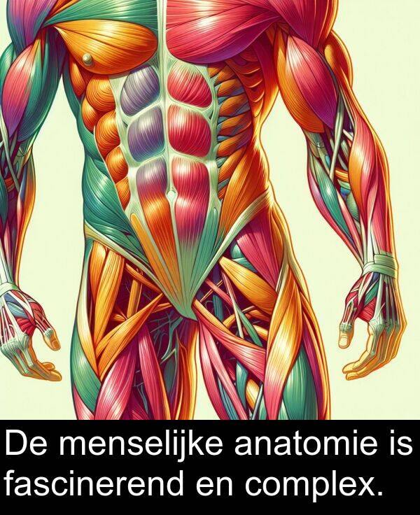 complex: De menselijke anatomie is fascinerend en complex.