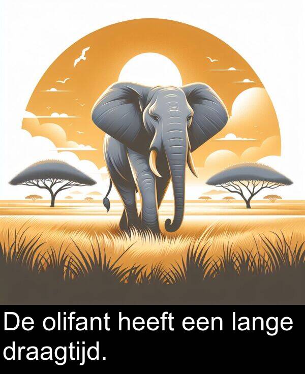 olifant: De olifant heeft een lange draagtijd.