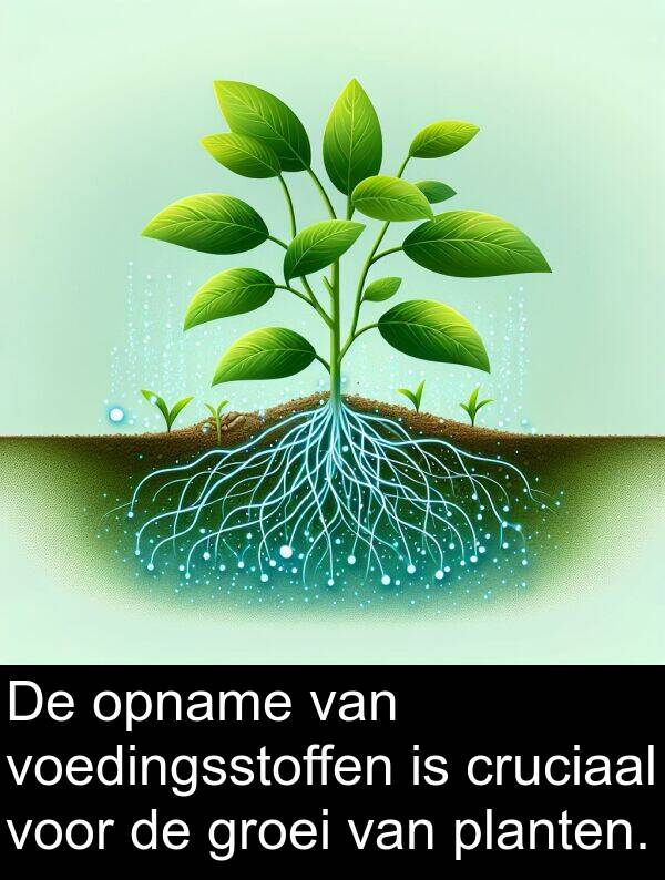 planten: De opname van voedingsstoffen is cruciaal voor de groei van planten.