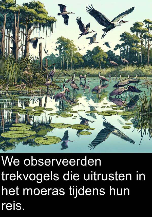 observeerden: We observeerden trekvogels die uitrusten in het moeras tijdens hun reis.