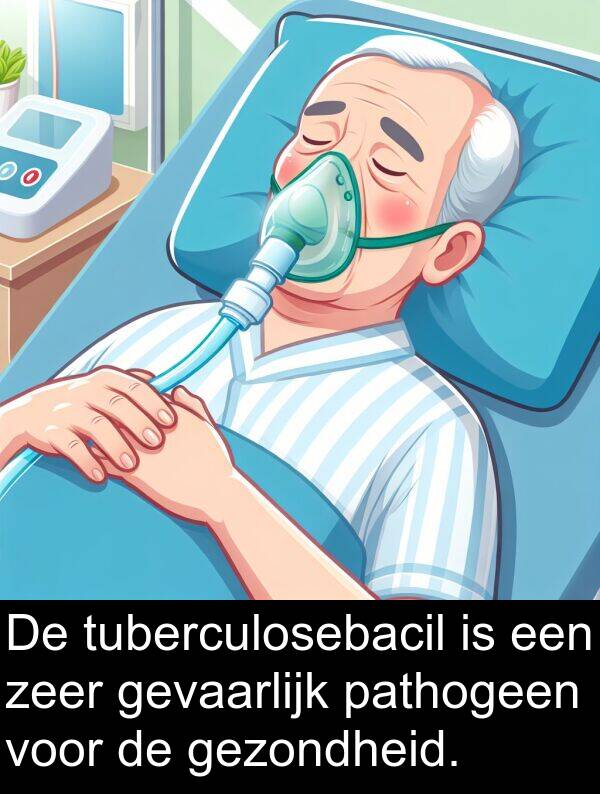 pathogeen: De tuberculosebacil is een zeer gevaarlijk pathogeen voor de gezondheid.