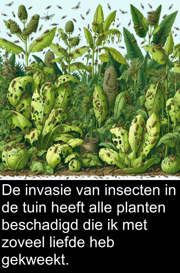 planten: De invasie van insecten in de tuin heeft alle planten beschadigd die ik met zoveel liefde heb gekweekt.