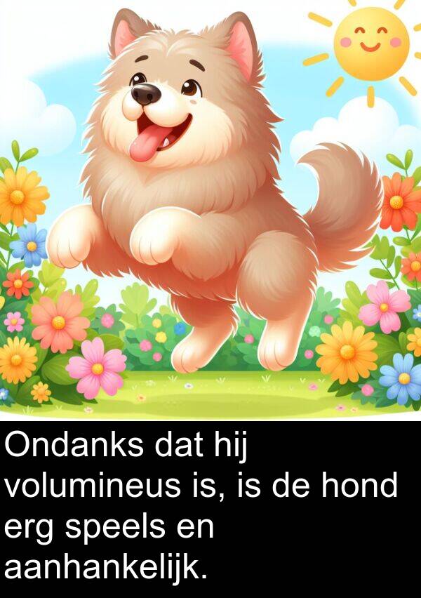 aanhankelijk: Ondanks dat hij volumineus is, is de hond erg speels en aanhankelijk.