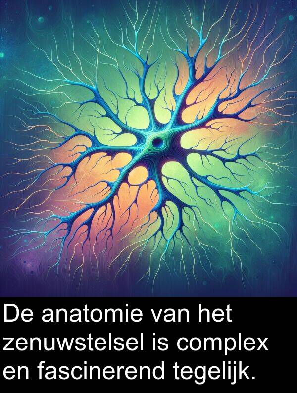 zenuwstelsel: De anatomie van het zenuwstelsel is complex en fascinerend tegelijk.