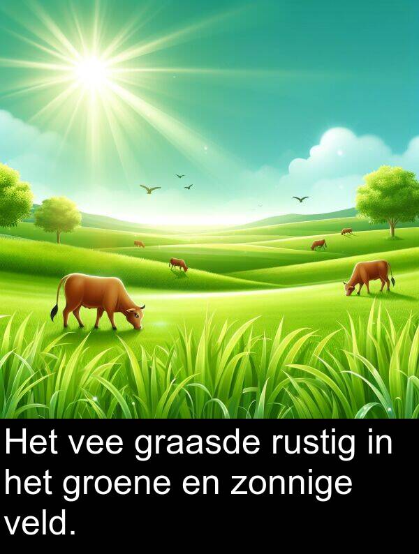 vee: Het vee graasde rustig in het groene en zonnige veld.