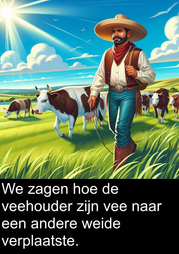 vee: We zagen hoe de veehouder zijn vee naar een andere weide verplaatste.